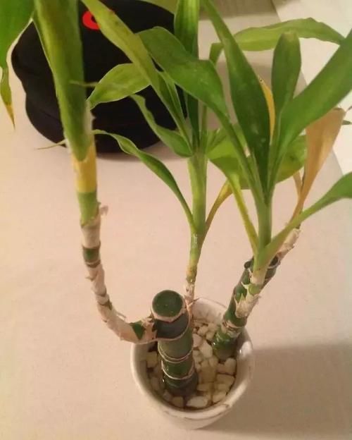  清洁叶片：这几种室内观叶植物都极其好养，没有几个人能将它们养死