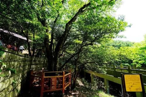 国内4株“价值连城”的树木，花上数亿元都买不走，普通人难想到