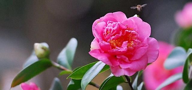 「贴梗海棠」这9种花原来可以吃?仙人掌可以吃,芦荟可以 “炒”?