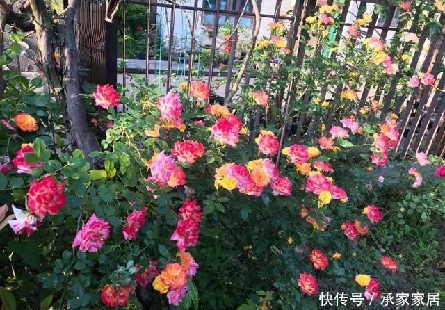  #起劲#3种开花劳模，一个比一个开得起劲，一开就是一面花墙！