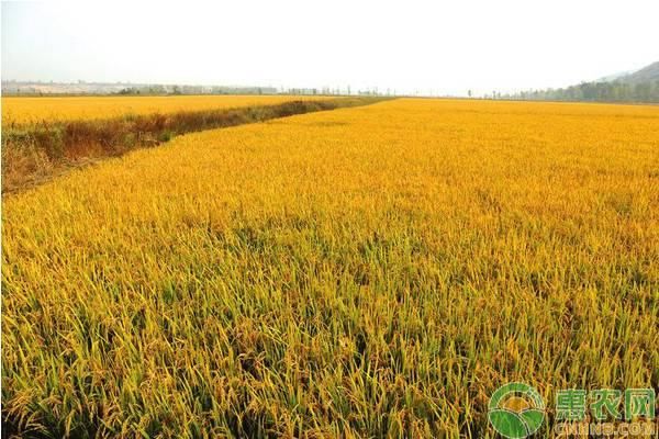 2019年还未确权的土地会被收回吗？没有土地确权证的怎么办？