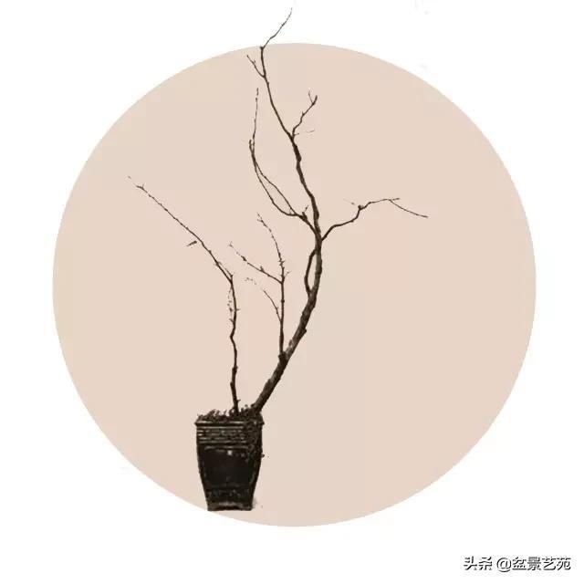  「成寸」盆景百态，缩地成寸