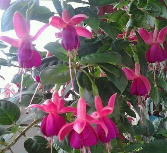  #漂亮#这4种花，一开花就停不下来，漂亮好养，是盆栽佳品！