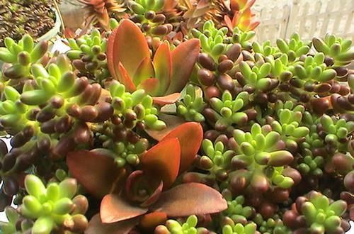  『光照』花卉种植技术：种植多肉植物玉米石为什么老掉叶，怎么解决！