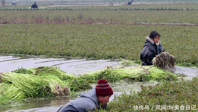  解决@如何解决农村土地抛荒现象？对抛荒者罚款50万，还会有抛荒