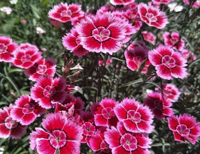  『阳台』阳台就养“4种花”，花朵美艳，花苞一茬接一茬，阳台美成后花园