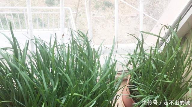 「种种」阳台种种韭菜,4个小窍门,棵棵粗的像小葱,一年能割10茬