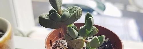  #叶子#叶子上有棱角的多肉植物，还能开花的鹿角海棠，特容易扦插繁殖