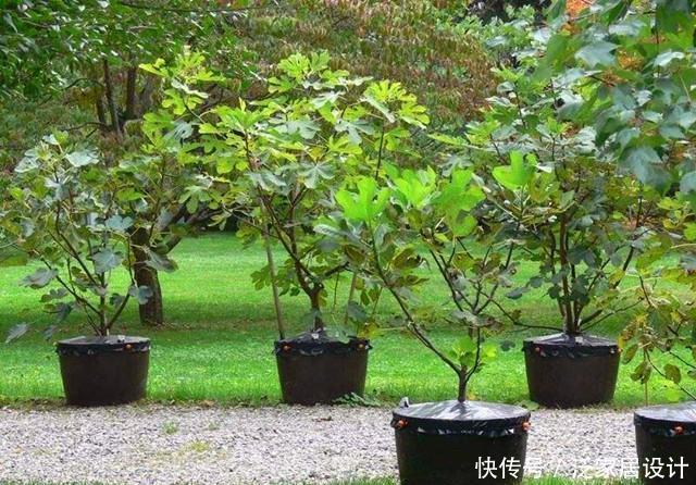 果实|一节枝条,轻松种一盆无花果盆栽,果实多的吃不完!