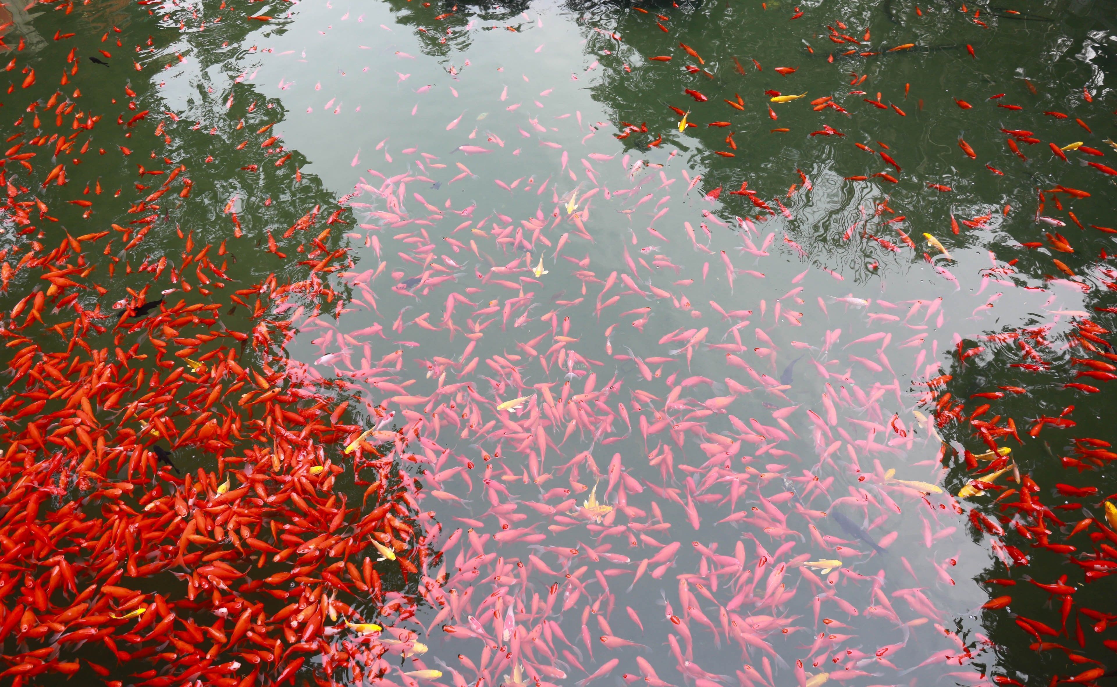 北京一放生池变“水煮鱼”，200平米水池挤满上万条“放生鱼”