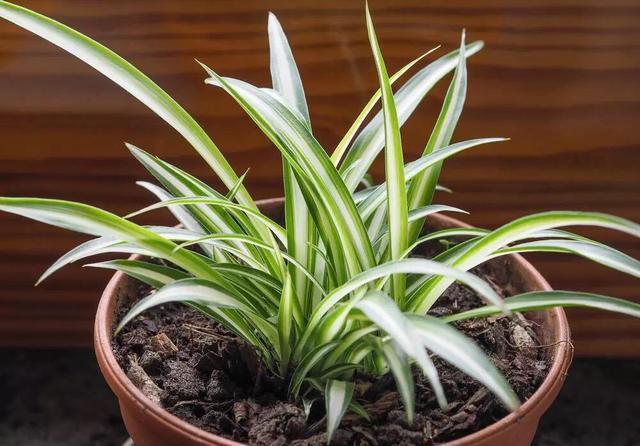 「长得」吊兰放在家中哪个位置?摆放在“3个地方”,一天一个样,长爆盆