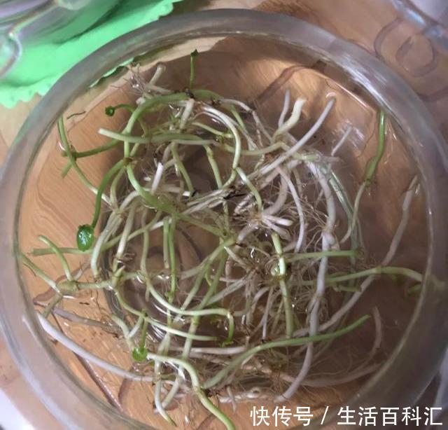  「天一」养花技巧：安全度夏水培花，天一热就养它，1杯水养爆盆