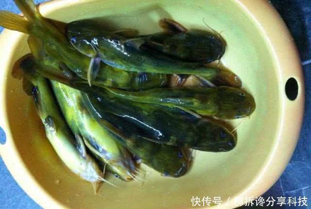  『蚯蚓』不要嫌太贵，钓鱼不是只能用蚯蚓，虾饵也能钓获黄颡和甲鱼