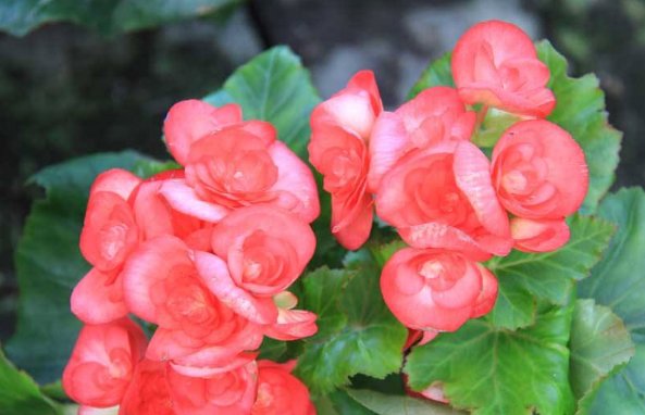  【红艳艳】养四季海棠，5月爱吃“醋”，花芽满枝乱窜，花开一年“红艳艳”