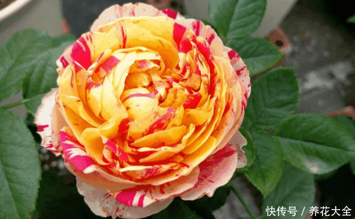 这3种花,家里要是有1棵,给多少钱都不卖!