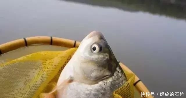  『钓饵』这东西5毛钱一个，用来钓鲫鱼有奇效，爱钓鱼的你别错过