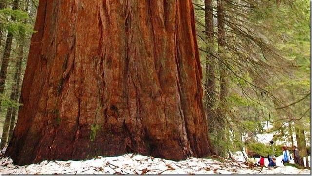 世界上最大的生物是什么?既不是蓝鲸也不是巨