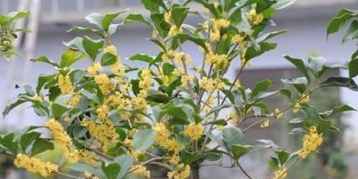  「日子」家养4种盆栽，福运财运滚滚来，日子顺风顺水，好运来！