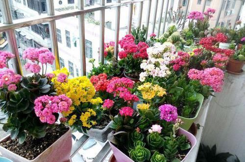  『都行』4种花，别“送人”，自家养多少盆都行