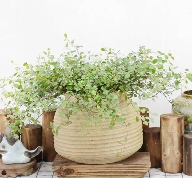  [植物]吊兰的植物美学：这几款美美的吊兰，你最爱哪一款？