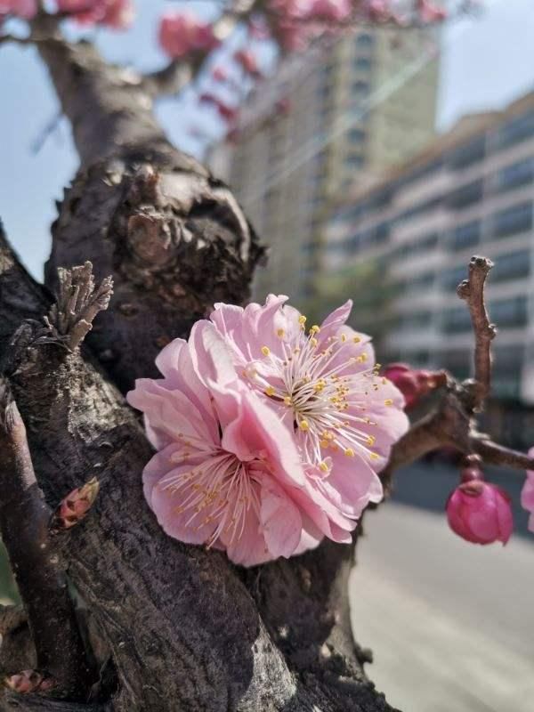  「名字」路边树开花像梅花，长的叶子像榆树，原来名字叫榆叶梅！