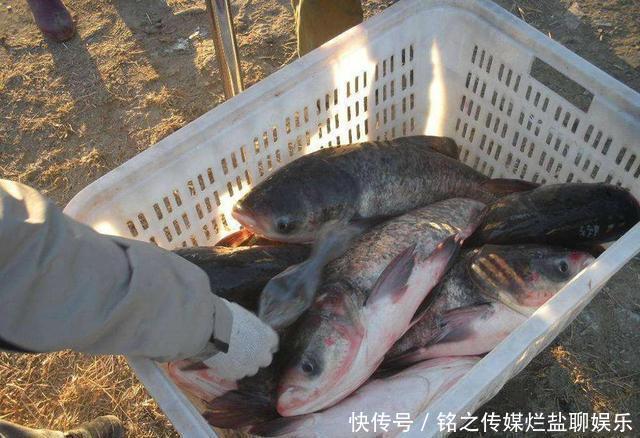  「不少」去年高价不愁卖，今年卖多少亏多少，养殖户：这年不好