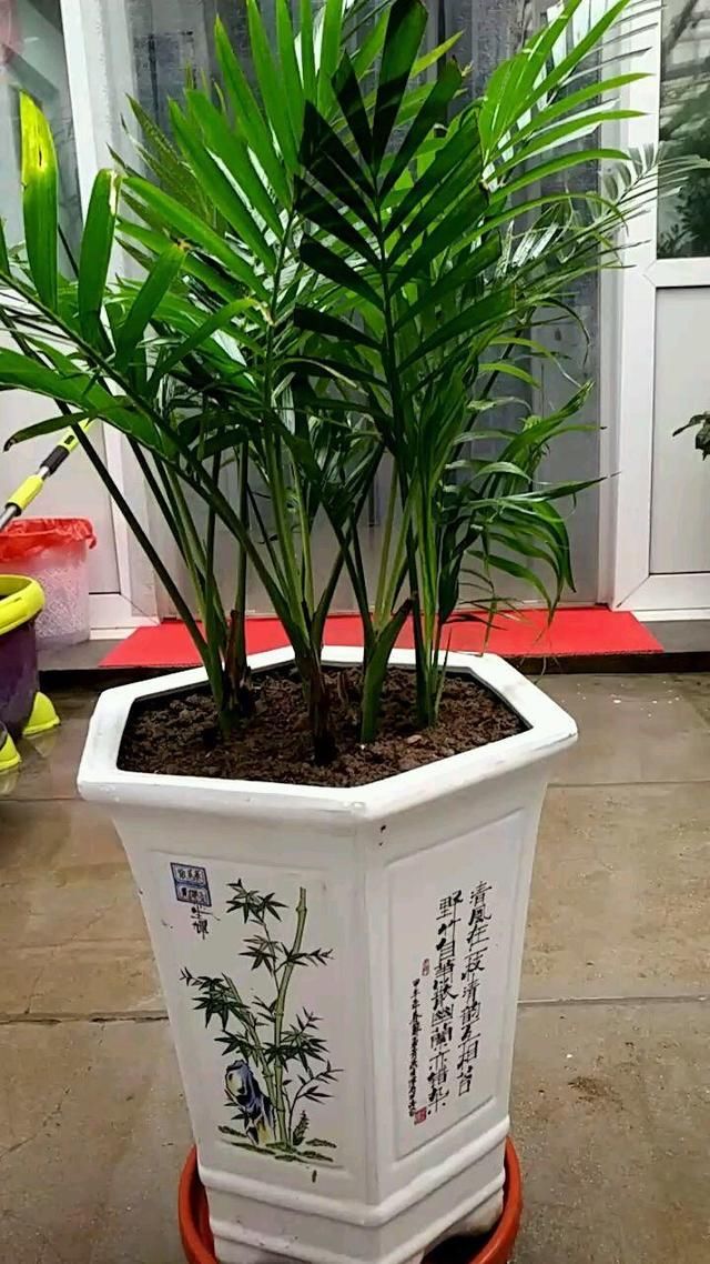  度过■最坚挺的植物就属散尾葵，一年四季不黄叶，给点水就绿得晃眼！