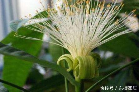 太漂亮:养好发财树就要学会这几点,轻松开出富贵花,真是太漂亮了