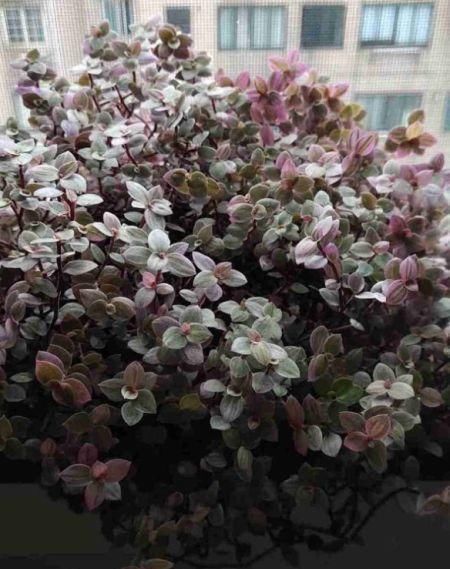  『越养越』比绿萝好看的花，掐个枝3天就生根，越养越上瘾！
