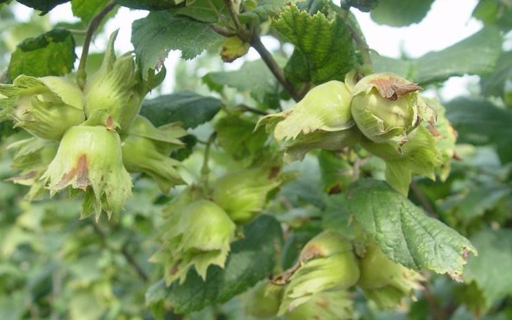  「牛肉」这种植物以前都是野生的，人称“坚果之王”，目前市场
