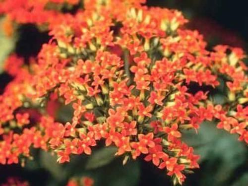  『扦插』5种“生根水，辅助植物扦插，增加“成活率”，半个月一盆变多盆