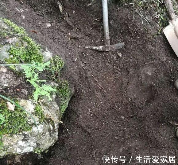 『花儿』自带肥力的3种花土,用上1种不烂根不黄叶,花儿蹭蹭疯长!
