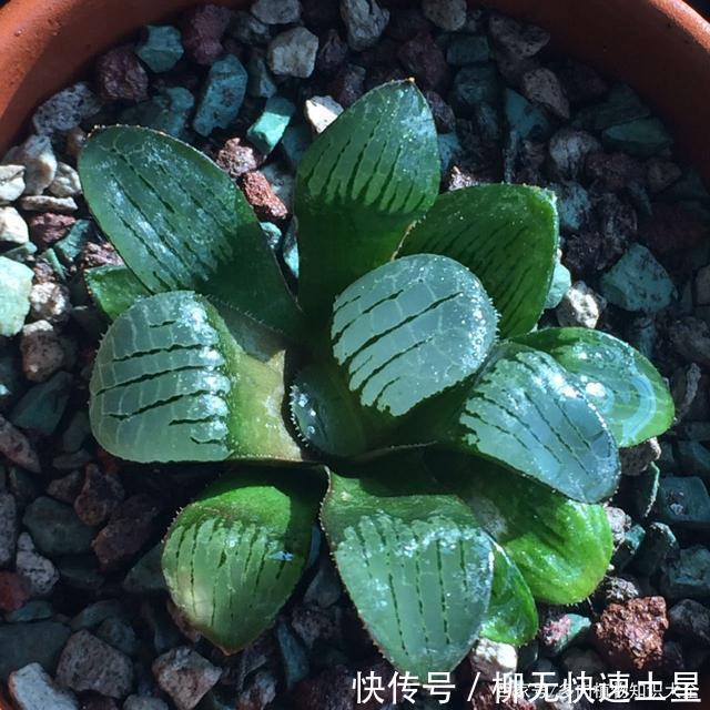  『植物』春天买的多肉植物们，花了几百块，不知道亏了吗