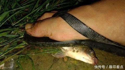 『罗非鱼』不能吃?陕西河道现罗非鱼,当地人担心危害本土鱼,钓起即踩死