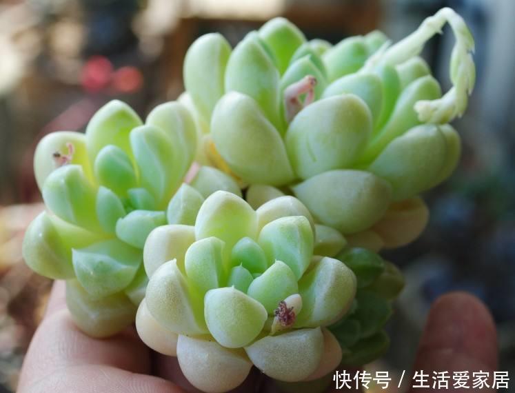  【家里】4种多肉植物，家里养上1盆，恰如仙子临凡尘！