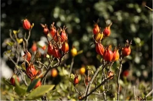  「泡水」东乡种野果，人称“金珠子”！晒干后泡水味道香甜，你