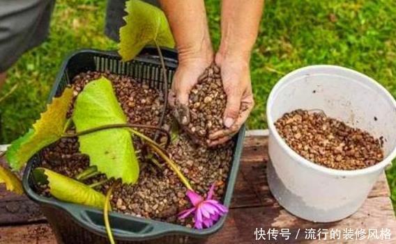 【腐殖土】养花就用这种“万能土”,1年不施肥,叶子疯长,养啥都“爆”!