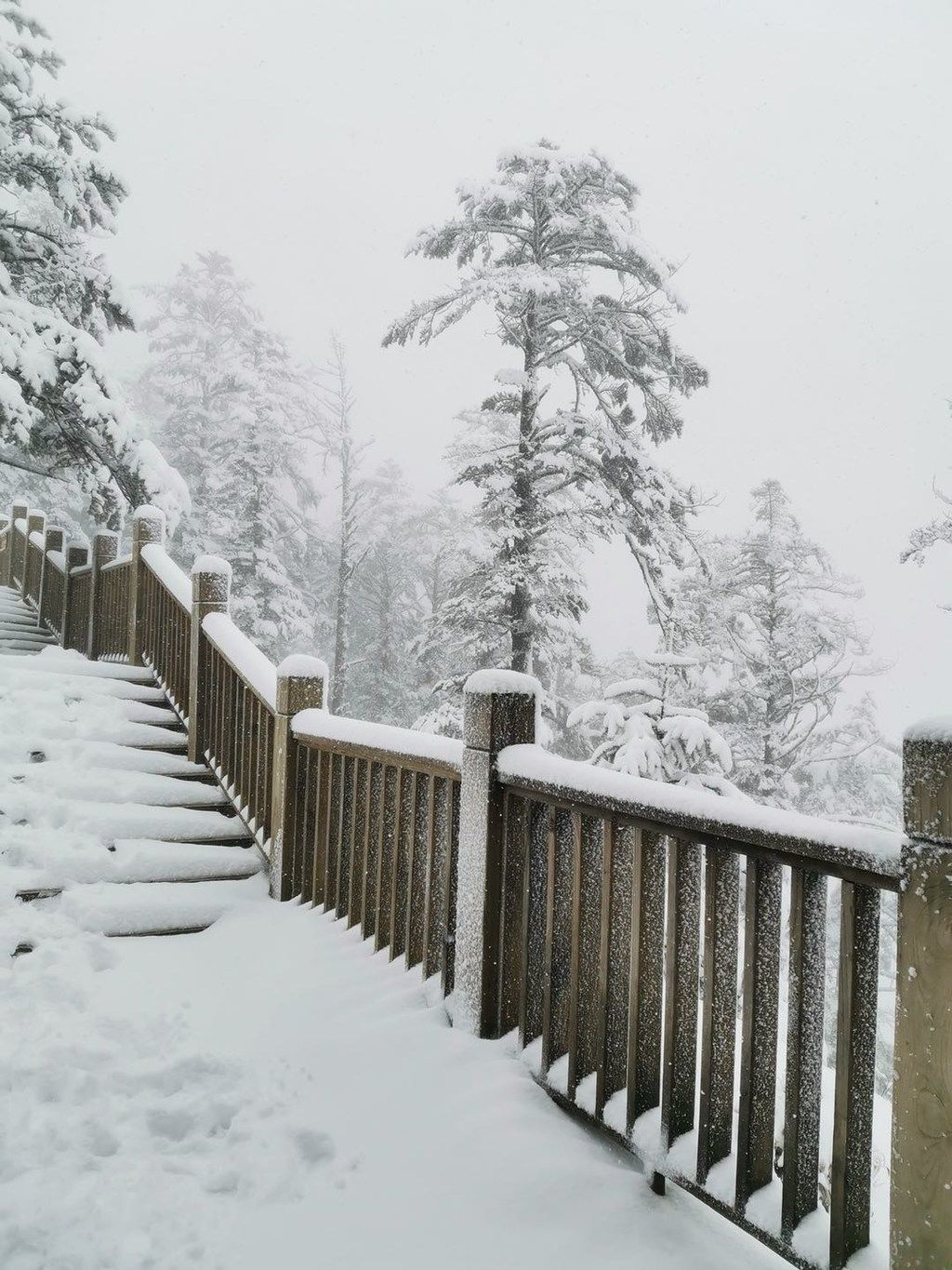 【游客】西岭雪山突降大雪，冬景再现 还有19.9元的门票可以拿！