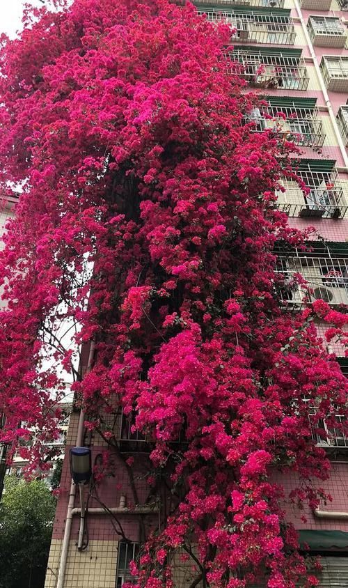 「翻天」3种花开如瀑布,一不留神变花海,美翻天!