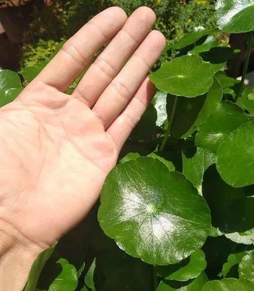 「让铜钱」朋友家养的铜钱草,不出一个月就能长满盆,叶子巴掌大小