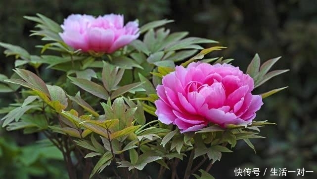 安陆大唐田园有哪些花卉种植？安陆大唐田园有什么花？