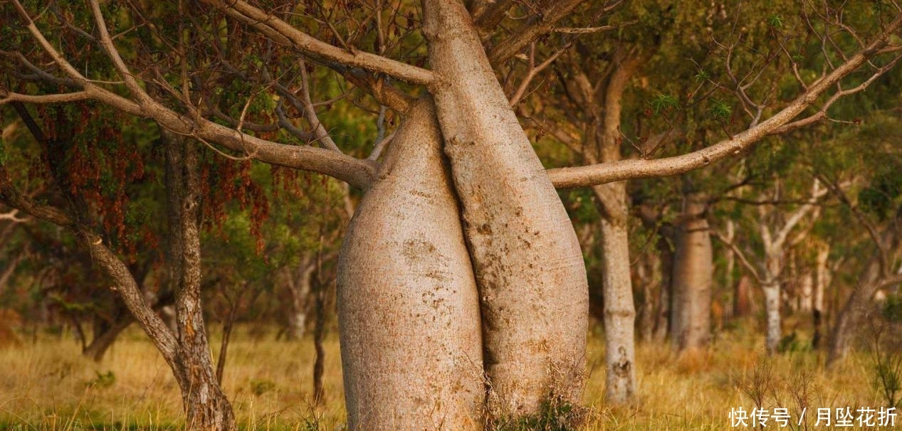 沙漠中的“救命树”，一棵储水高达2吨，引进中国后让人哭笑不得