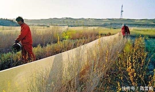 中国最大的沙漠带, 政府花数亿种下大量植物, 如今竟成这个样子