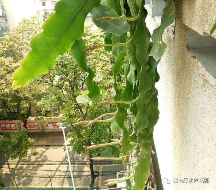  修剪：剪掉昙花叶片上的很多侧芽可以吗？不要进入养护误区，小心不开花