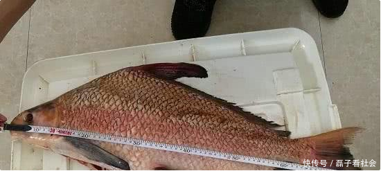  「男子」重庆男子，长期在长江地笼“偷鱼”，不料却因捕了条怪