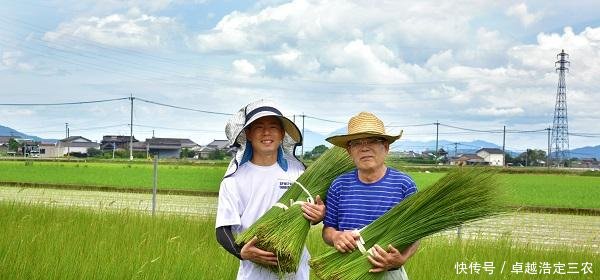 农村稻田里的杂草，农民见到就拔，如今价值30块一斤