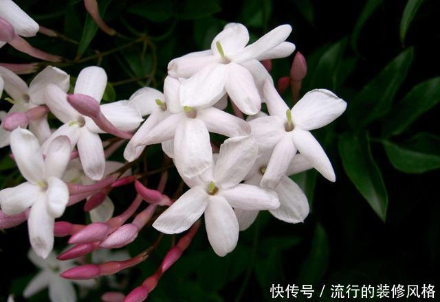  富贵■3种花适合家养，开花量多爆盆简单，富贵招财满屋飘香，谁养谁爱