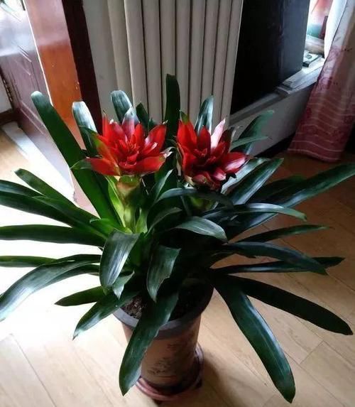 假花■3种花真耐看,一开就是3个月,别以为是“假花”给拔了!