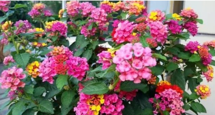 家中|五色梅,一花开多色,一年四季开不断,养在家中太棒了!