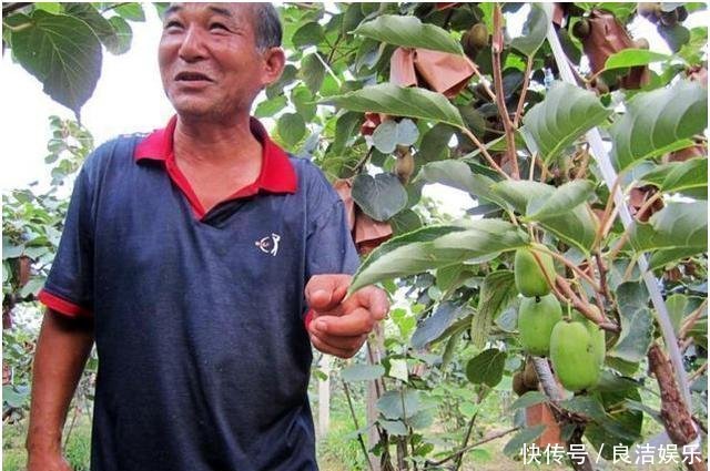  「玉米」拜拜了“玉米”,此果树一夜爆红,村民抢着种,大叔年收入